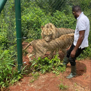 Lion Accra Zoo Zoo