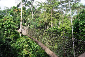 Kakum National Park canopy walkway