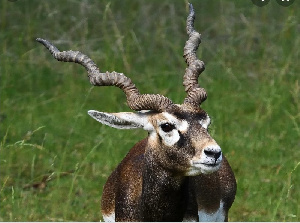 Wild Antelope  .png