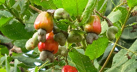 A cashew plant