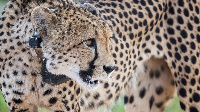 Namibian cheetah at Erindi Private Game Reserve in February 2022