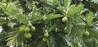 Breadfruit