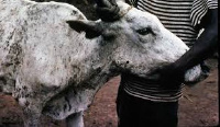 A cow affected by the Lumpy Skin Disease