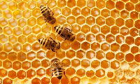 File photo [Bee hive]