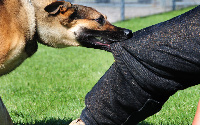 A dog biting someone