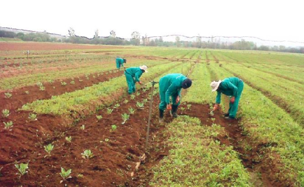 Some people working on a farm