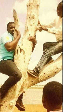 Dumelo Tree Ndc