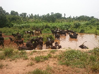 The cattle do not only destroy farm lands but also pollute water bodies