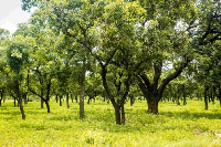 A picture of some shea trees