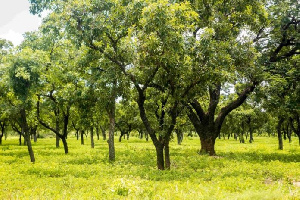 Shea is one of the largest non-traditional exports of the country