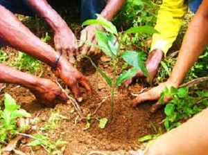 File photo of a tree planting exercise