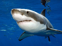 The Great White Shark