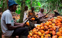 A file photo of cocoa farmers