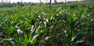 The farmer took a reporter round his maize farm