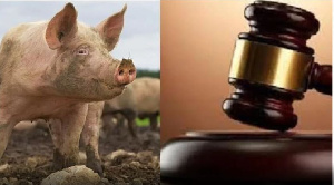 Pig Court