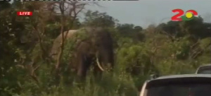 For over 30 minutes, the ministerial convoy could not move as the elephant moved around the vehicles