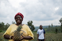 Pineapple farmer