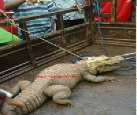 A young woman spotted the live alligator when she attempted to sweep the compound