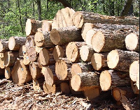 Harvesting rosewood is destroying forests and farmlands in the area