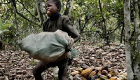 A child working on a farm