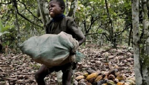 A photo of a child carrying a sack of cocoa