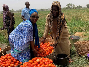 Upper East: Tomato Farmers Push To Meet Market Demands