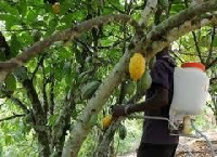 Cocoa spraying exercise