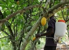 Cocoa Spraying