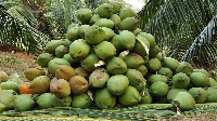 Coconuts have been grown in tropical regions for more than 4,500 years