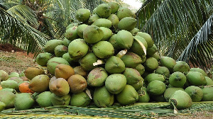 Coconut Farmers