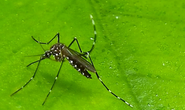 Dengue fever is caused by mosquito bites