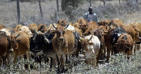 Some herdsmen wit dia cattle