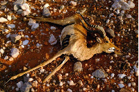 A dead antelope is seen in the veld near Groblershoop, South Africa