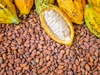 Ouattara is expected to increase the official cocoa farmgate price to 1,500 CFA francs