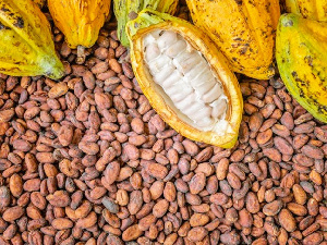 The plummeting cocoa export earnings signal urgent need for action