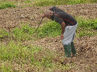 This is the musician's second year in farming