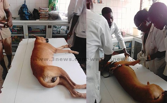 This is the first time Ghana has destroyed an animal through Euthanasia