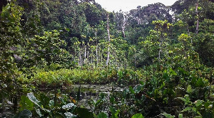 Atewa Range Forest Reserve