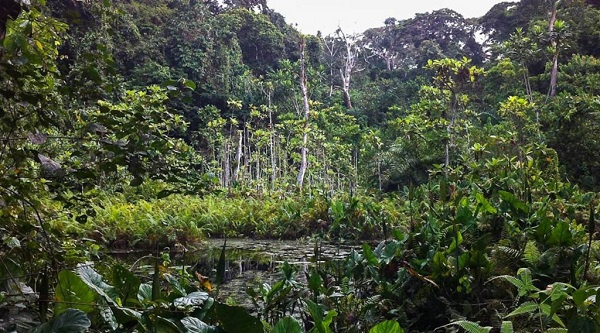 Atewa Range Forest Reserve