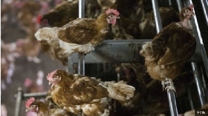 Different cases on bird flu have been reported in Ghana