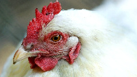 Bird Flu outbreak kill over 10,000 poultry birds for Ghana