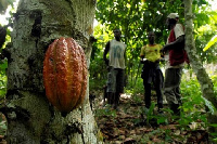 The cocoa farmers want government to construct roads in cocoa growing communities