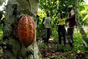 Five cocoa-growing communities will be affected when MIGOP Mining Limited begins full operations