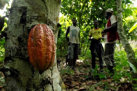 Five cocoa-growing communities will be affected when MIGOP Mining Limited begins full operations