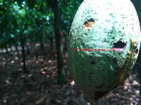 A cocoa tree infested by an army worm