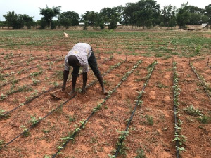 Ghana Youth Agriculture Summit set for October 25 at UPSA