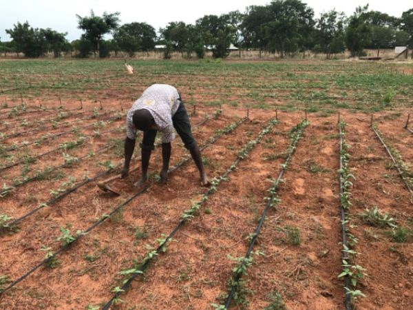 Ghana Youth Agriculture Summit set for October 25 at UPSA