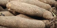 Tubers of original yam