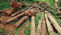 Flooding should be blamed on poor engineering work and not trees