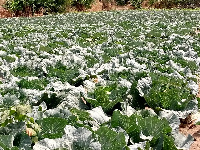 Peasant farming